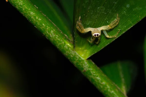 Cute corner insects live on green leaves.