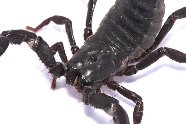 Scorpion Tubuh Hitam Pada Latar Belakang Putih — Stok Foto