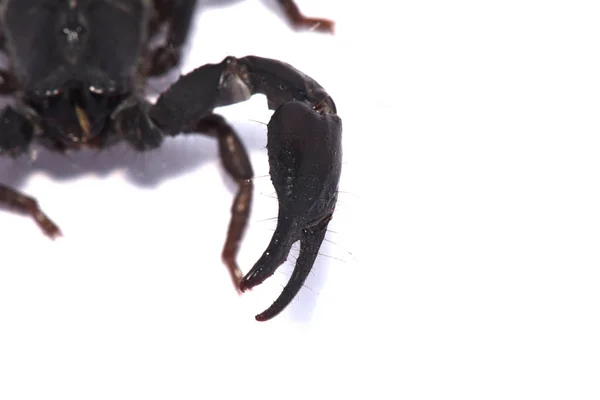 Skorpion Czarny Korpus Białym Tle — Zdjęcie stockowe