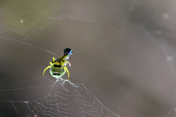 Spinne Baut Ballaststoffe Und Fängt Nahrung Ein — Stockfoto