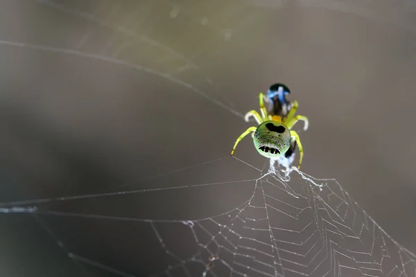 Pavouk Vytvoří Vlákno Udržovat Soutisk Potraviny — Stock fotografie