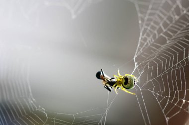 Örümcek fiber tutun yakalama gıda oluşturur..