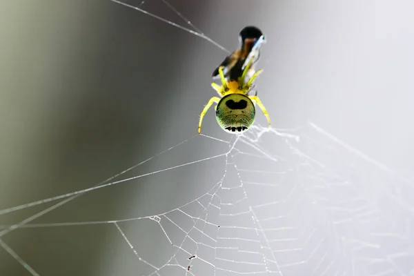 Spider Construye Fibra Sigue Atrapando Comida —  Fotos de Stock