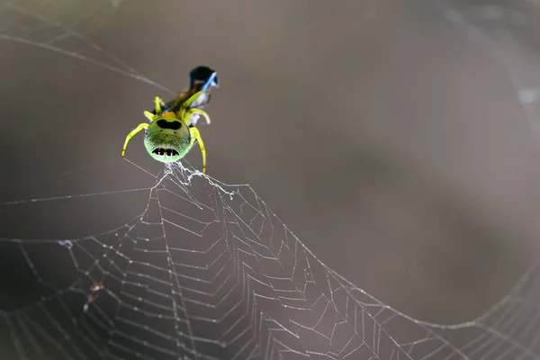 Spinne Baut Ballaststoffe Und Fängt Nahrung Ein — Stockfoto