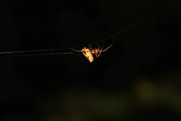 Spinne Baut Ballaststoffe Und Fängt Nahrung Ein — Stockfoto