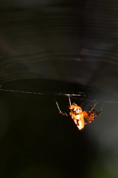 Spider Construit Des Fibres Continuer Piéger Nourriture — Photo