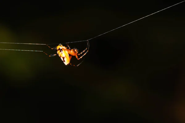 Павук Будує Волокно Тримайте Пастці Їжу — стокове фото