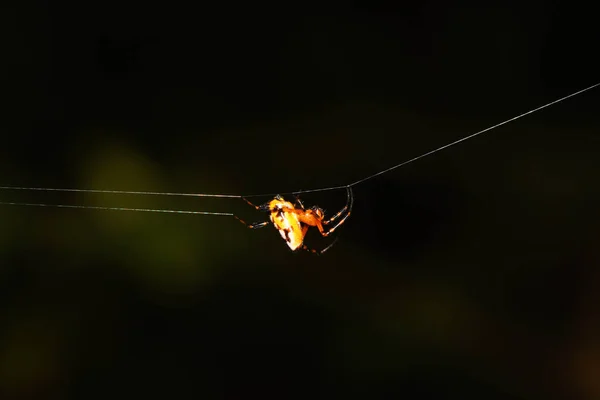 Spider Construit Des Fibres Continuer Piéger Nourriture — Photo