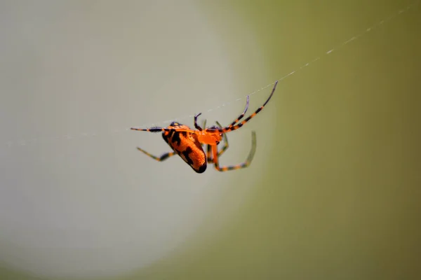 Spinne Baut Ballaststoffe Und Fängt Nahrung Ein — Stockfoto