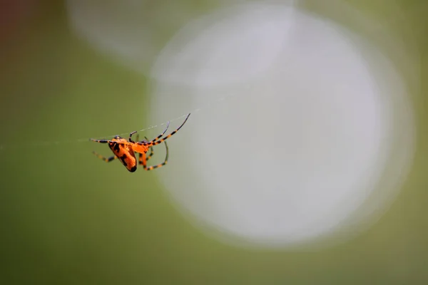 Spinne Baut Ballaststoffe Und Fängt Nahrung Ein — Stockfoto