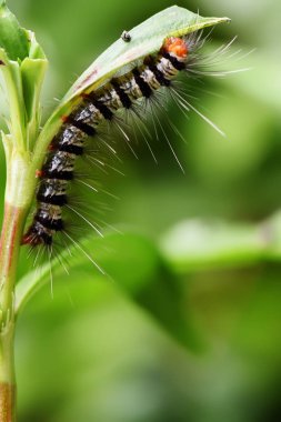 Tırtıl mı? Güneydoğu Asya, Tayland