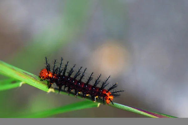 Caterpillar Zuidoost Azië Thailand — Stockfoto