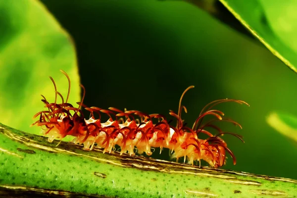 Caterpillar Zuidoost Azië Thailand — Stockfoto