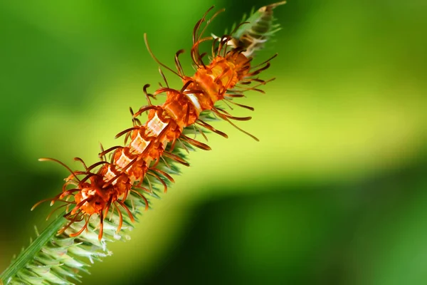 Caterpillar Zuidoost Azië Thailand — Stockfoto