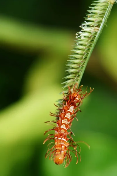 Caterpillar Zuidoost Azië Thailand — Stockfoto