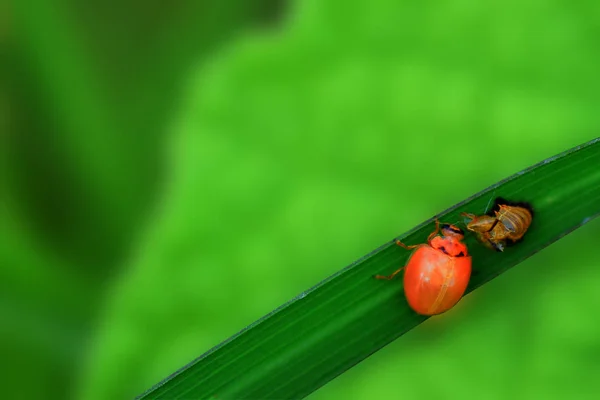 Ladybug Serangga Asia Tenggara Thailand — Stok Foto