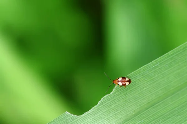 Insecte Coccinelle Asie Sud Est Thaïlande — Photo