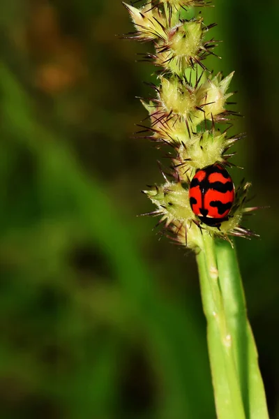 Insecte Coccinelle Asie Sud Est Thaïlande — Photo