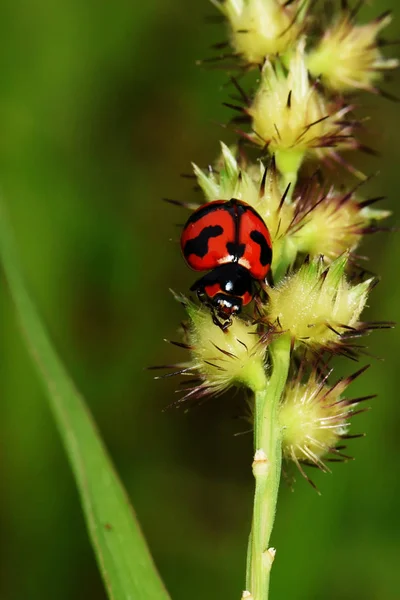 Insecte Coccinelle Asie Sud Est Thaïlande — Photo