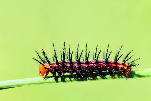 Raupe Südostasien Thailand — Stockfoto