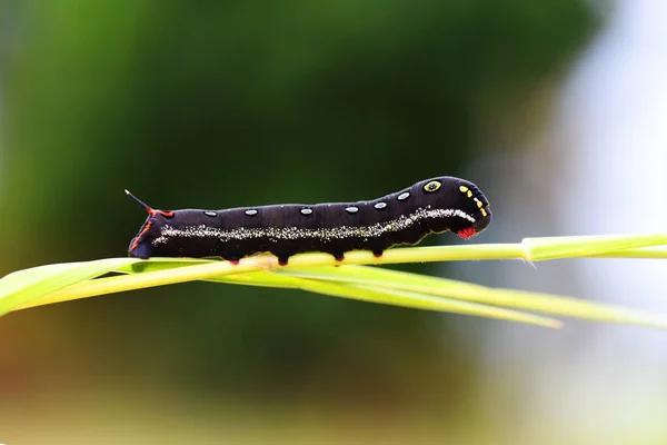 Oruga Sudeste Asiático Tailandia — Foto de Stock