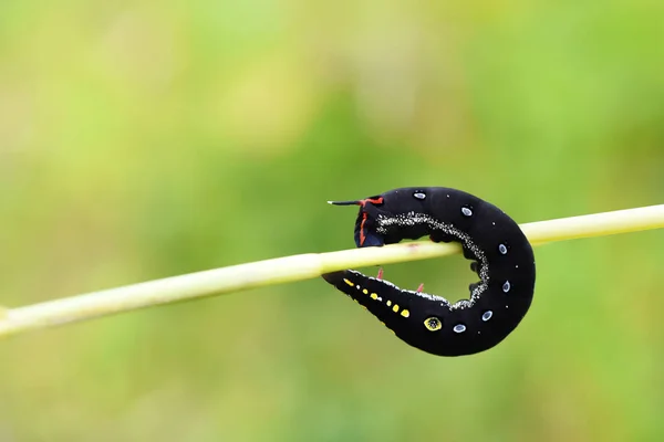 Caterpillar Zuidoost Azië Thailand — Stockfoto