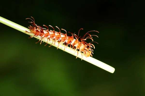 Caterpillar Zuidoost Azië Thailand — Stockfoto