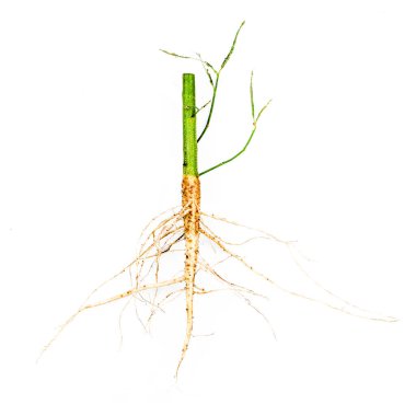 Otun kökü, istenmeyen bitki kökü, beyaz bir arkaplandan izole edilmiş geniş yapraklı otların kökü..