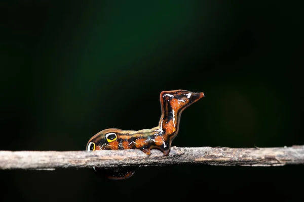 枝に白い斑点のある褐色の毛虫で メキシコ湾の毛虫のキャタピラーの閉じたマクロ孤立した画像 — ストック写真