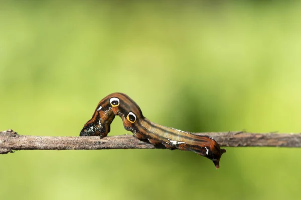 Egy Közeli Makró Elszigetelt Kép Egy Gulf Fritillary Caterpillar Barna — Stock Fotó