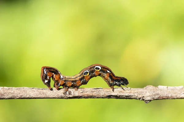 Een Close Macro Geïsoleerd Beeld Van Een Fritillaire Golfrups Bruine — Stockfoto