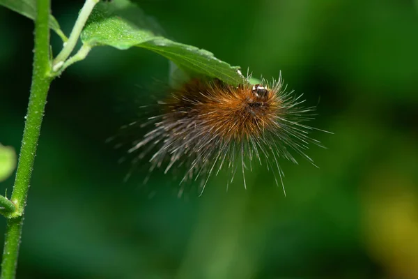 小さな枝に橙色の茶色の毛を持つ巨大な蛾の毛虫 — ストック写真