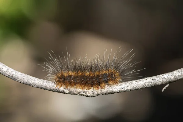 Riesige Mottenraupe Mit Orange Braunen Haaren Auf Einem Kleinen Ast — Stockfoto