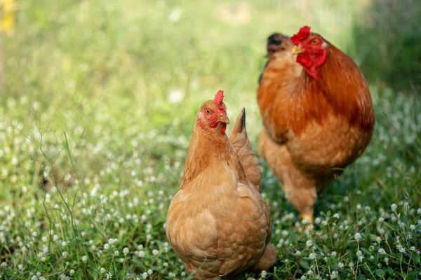 Dos Pollos Marrones Criador Pollos Comiendo Hierba Granja —  Fotos de Stock