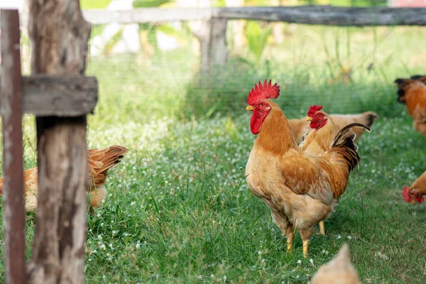 Pollo Moreno Comer Hierba Granja —  Fotos de Stock