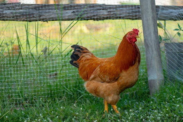 Ένα Κοτόπουλο Καφέ Εκτροφέας Κοτόπουλου Τρώει Γρασίδι Στο Αγρόκτημα — Φωτογραφία Αρχείου