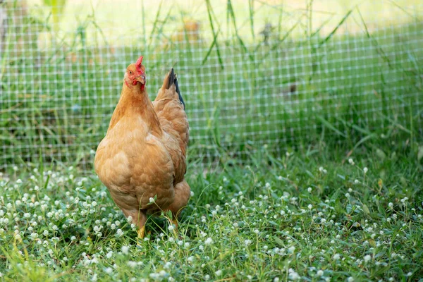 Hen Brown吃农场里的草 — 图库照片