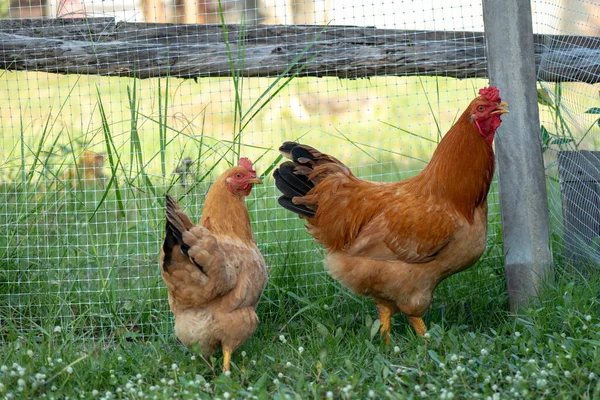 Dos Pollos Marrones Criador Pollos Comiendo Hierba Granja —  Fotos de Stock