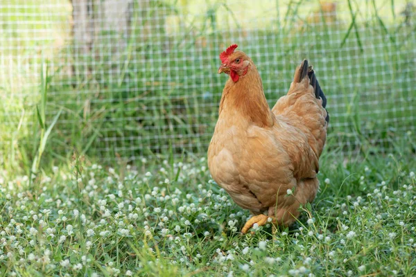 Gallina Marrón Comiendo Hierba Granja —  Fotos de Stock