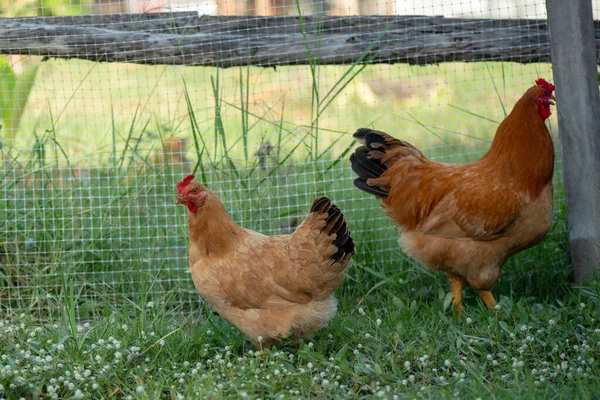 Дві Курячі Коричневі Курячі Селекціонери Їдять Траву Фермі — стокове фото