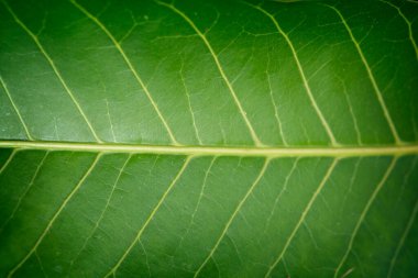 Doku ve yakın plan yeşil yaprağın makro resimleri.