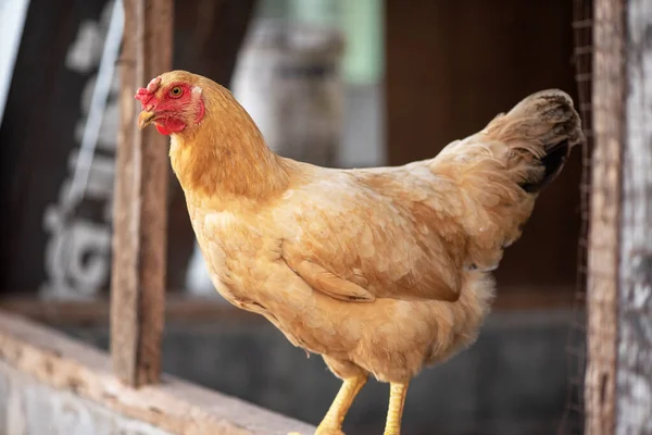 Ένα Κοτόπουλο Καφέ Εκτροφέας Κοτόπουλου Τρώει Γρασίδι Στο Αγρόκτημα — Φωτογραφία Αρχείου