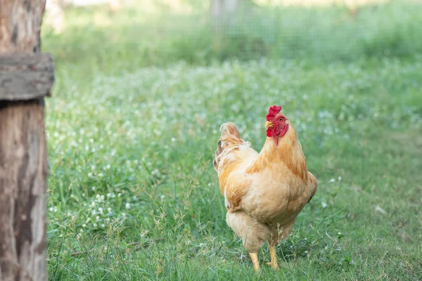 Ein Braunes Huhn Hühnerzüchter Gras Essen Auf Dem Bauernhof — Stockfoto