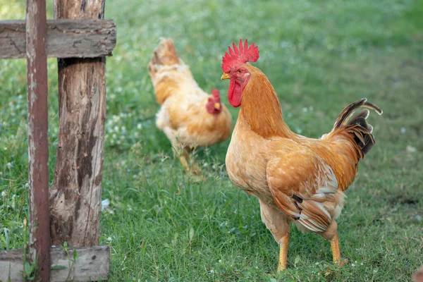 一只鸡褐色 小鸡饲养员 正在农场里吃草 — 图库照片
