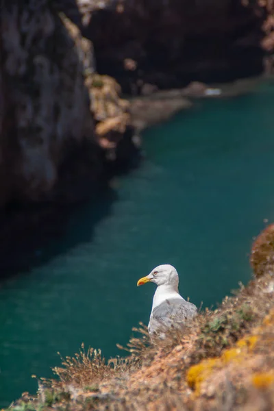 Portekiz'de ıssız bir adada hala martı