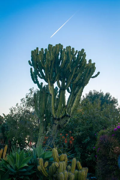 Großer Kakteenbaum in einem grünen Garten — Stockfoto