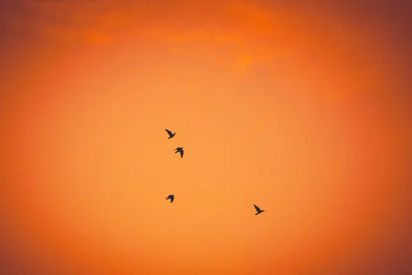 Vögel Fliegen Den Himmel — Stockfoto