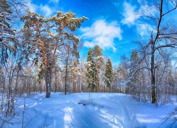 Зимний Пейзаж Деревьями Голубым Небом — стоковое фото