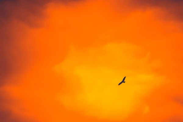 falcon flying in the sky