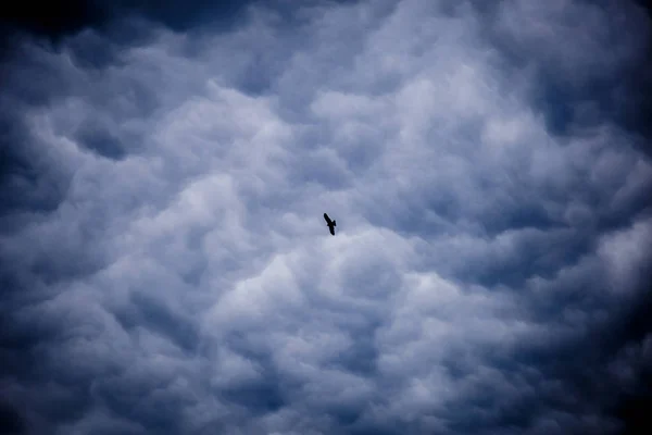 在天空中飞翔的鹰 — 图库照片